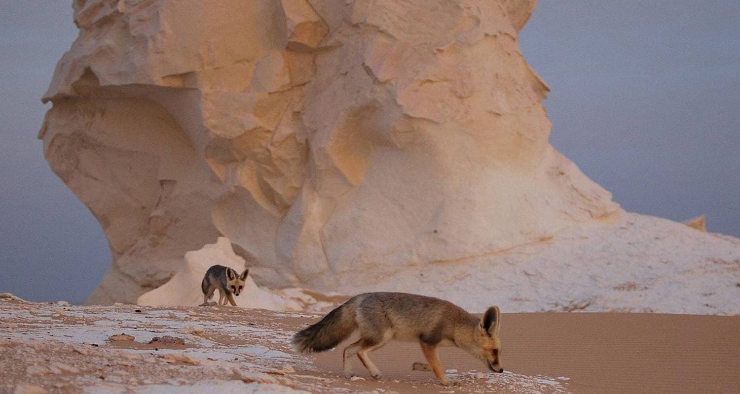 Cairo : 3 Days Bahariya Oasis tour & the Camping in the White & Black Desert & Cairo Private Transfer
