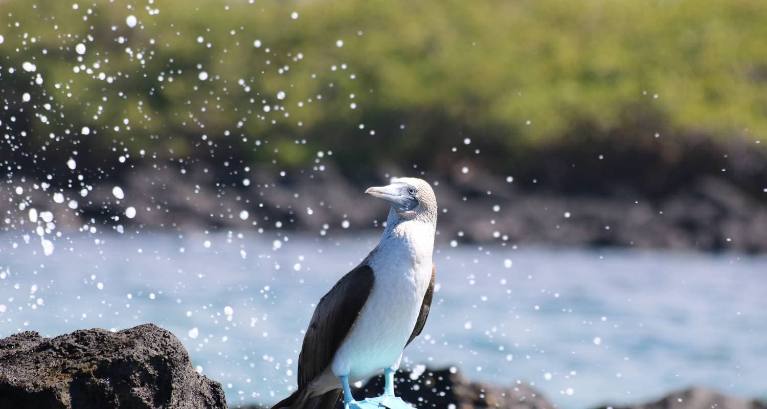 Natural Galapagos — photo 2