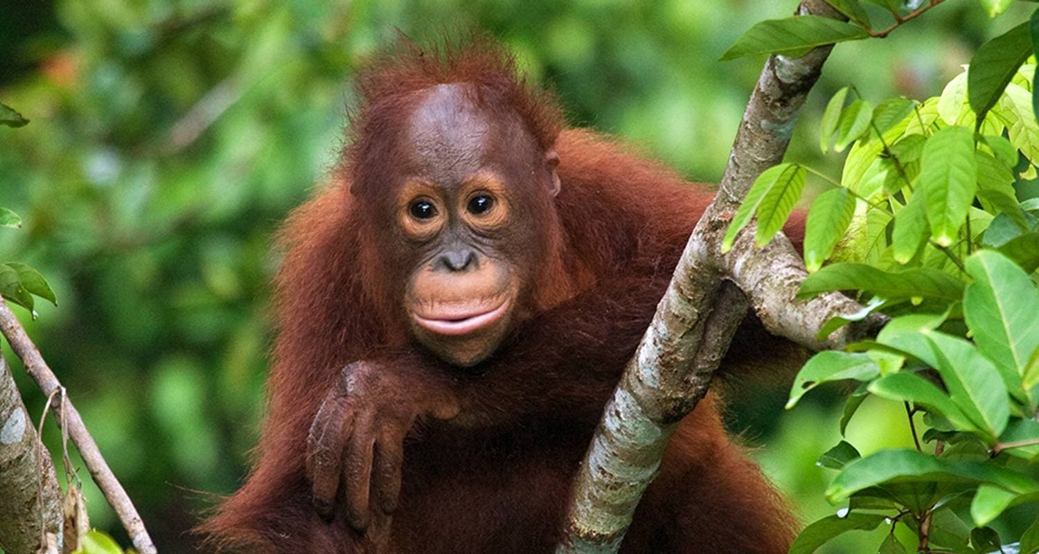 Sabah Adventure