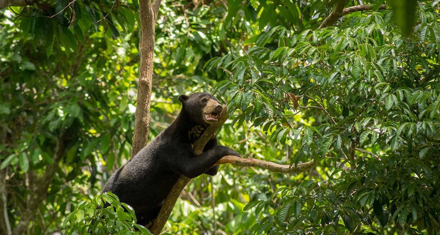 Sabah Adventure — photo 3