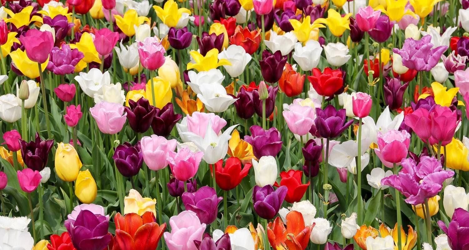 Contrasts of Colombia (Flower Festival)
