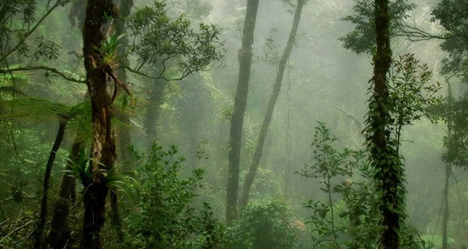 Wild Sarawak