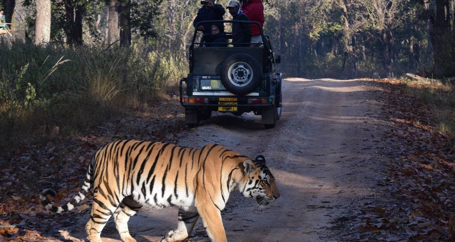 Tiger Safari India with Taj Mahal Tour