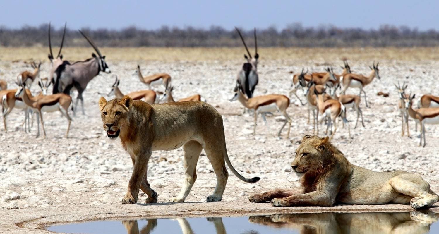 Etosha National Park | Private Guided Camping