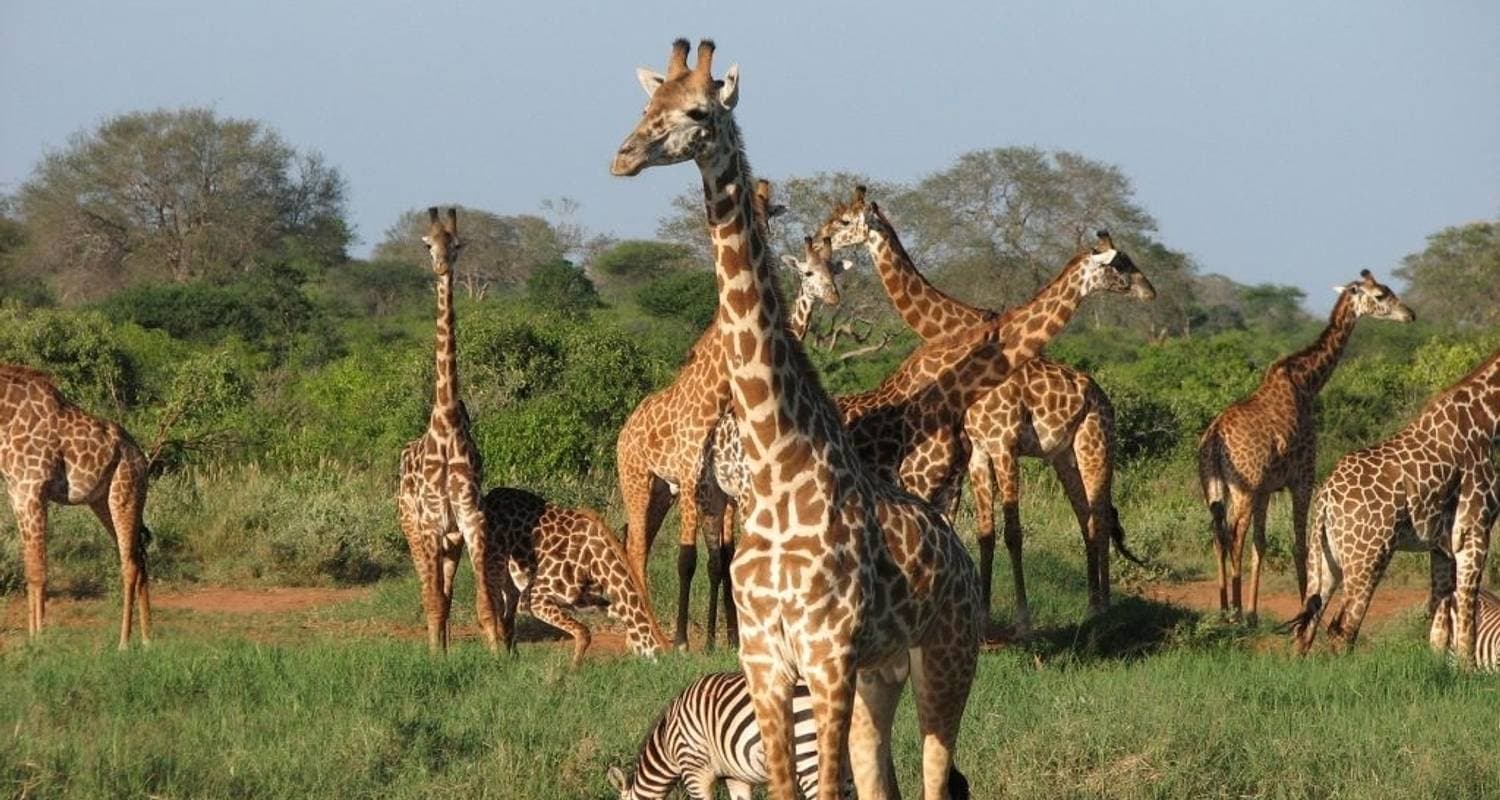 Tanzania Budget Safari