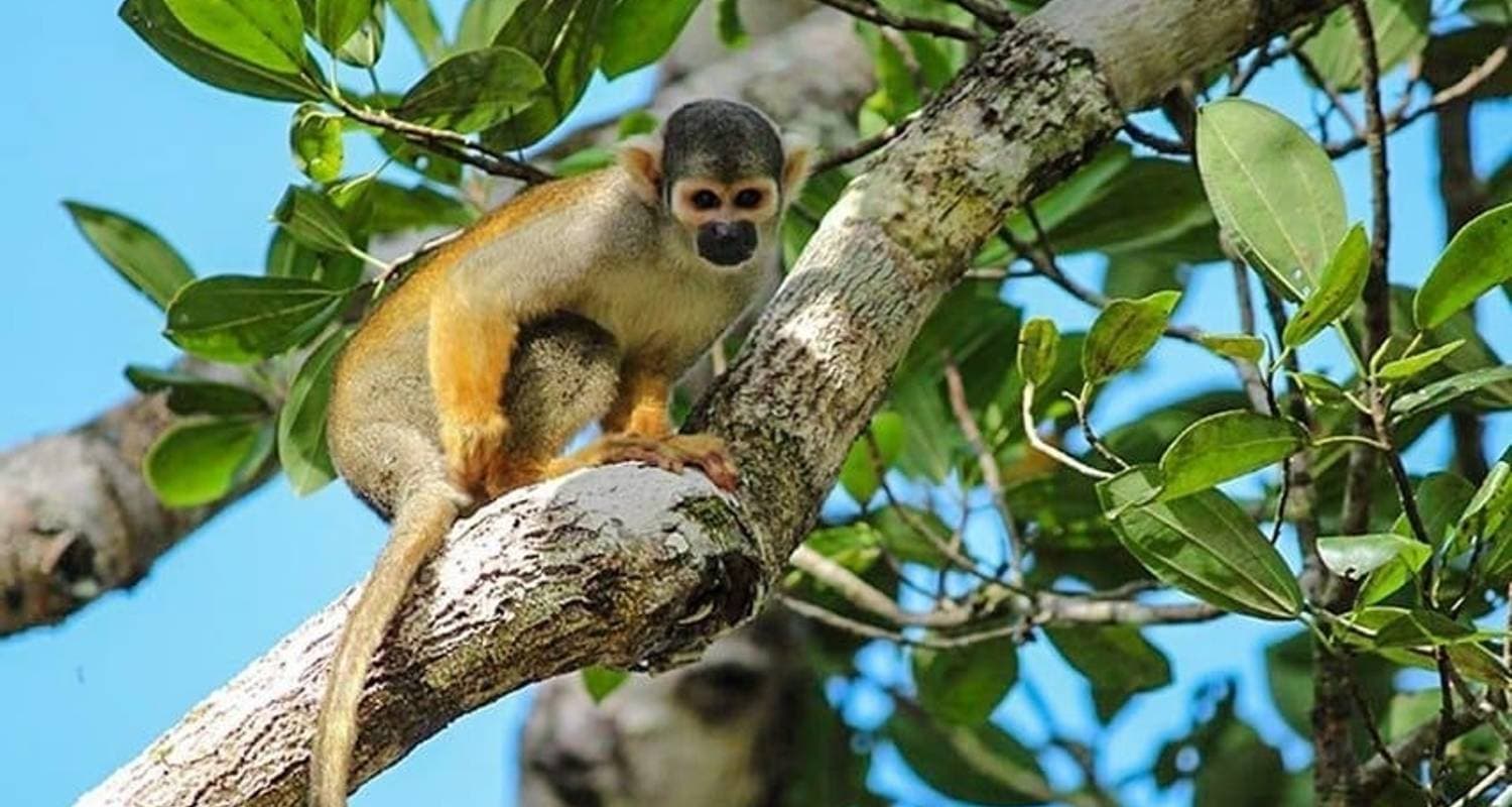 Iquitos Amazon Jungle Adventure