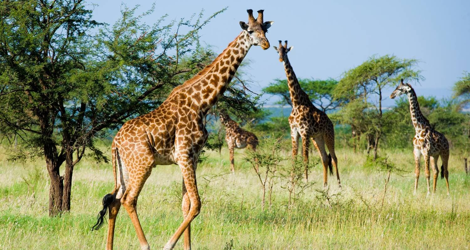 Best of Kenya & Tanzania Luxury Lodge Safari — photo 2