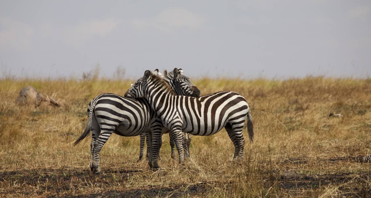 Best of Kenya & Tanzania Luxury Lodge Safari — photo 3