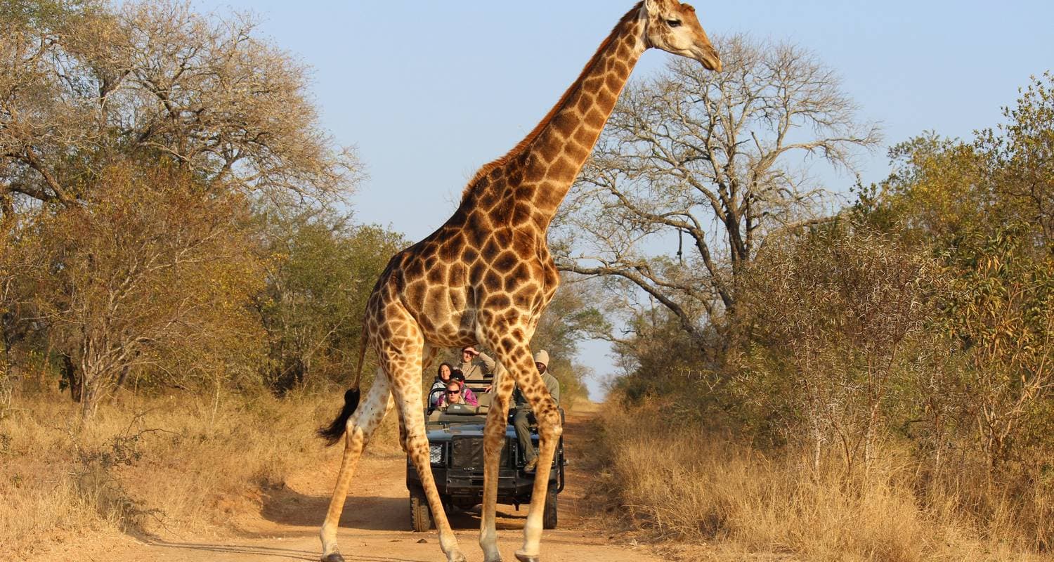 8 days: Best of Zambia, Botswana (Chobe) & Zimbabwe (Zambezi) Wildlife Safari Tour