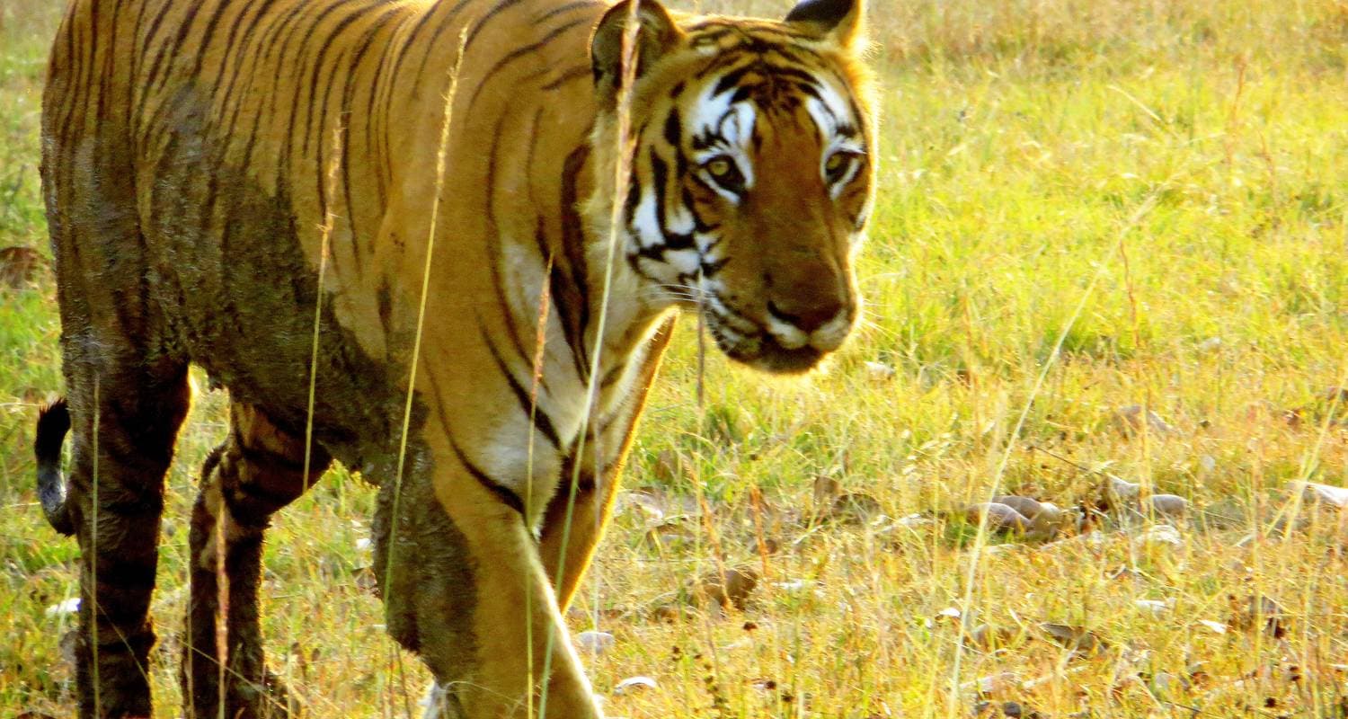 Bandipur & Mudumalai Wildlife Sanctuary Tour from Bangalore(ALL INCLUSIVE)