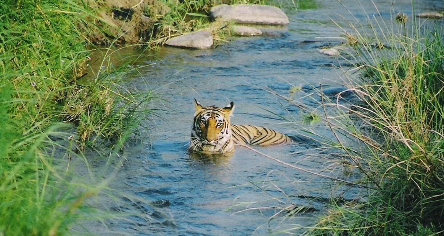 Jim Corbett Tour from Delhi