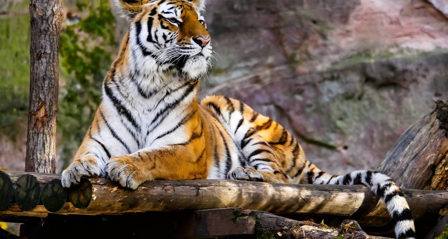 Golden Triangle Tour with Ranthambore Tigers & Taj Mahal Sunrise/Sunset
