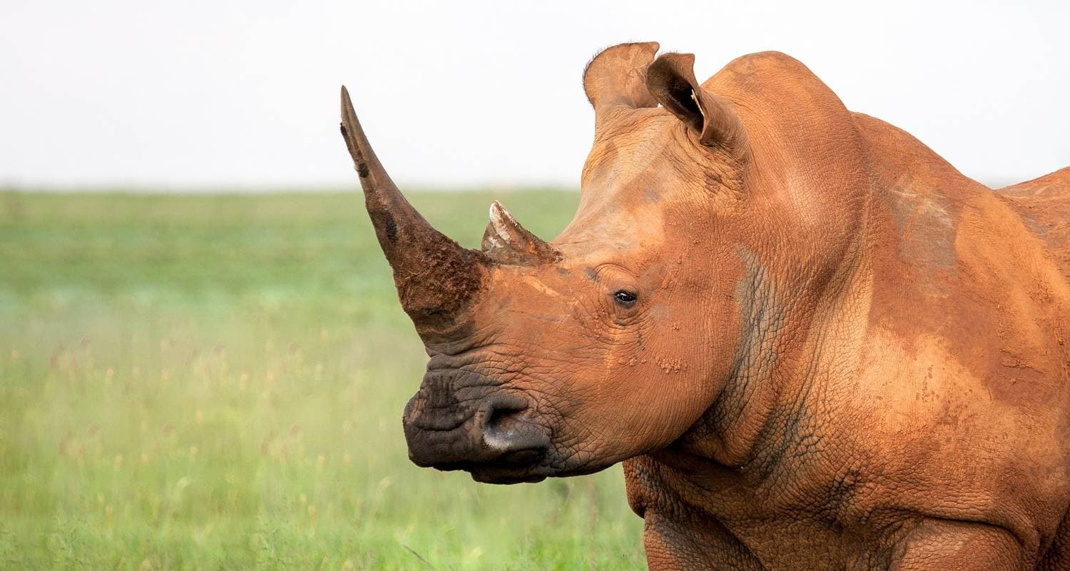 Pilanesberg Wildlife Safari