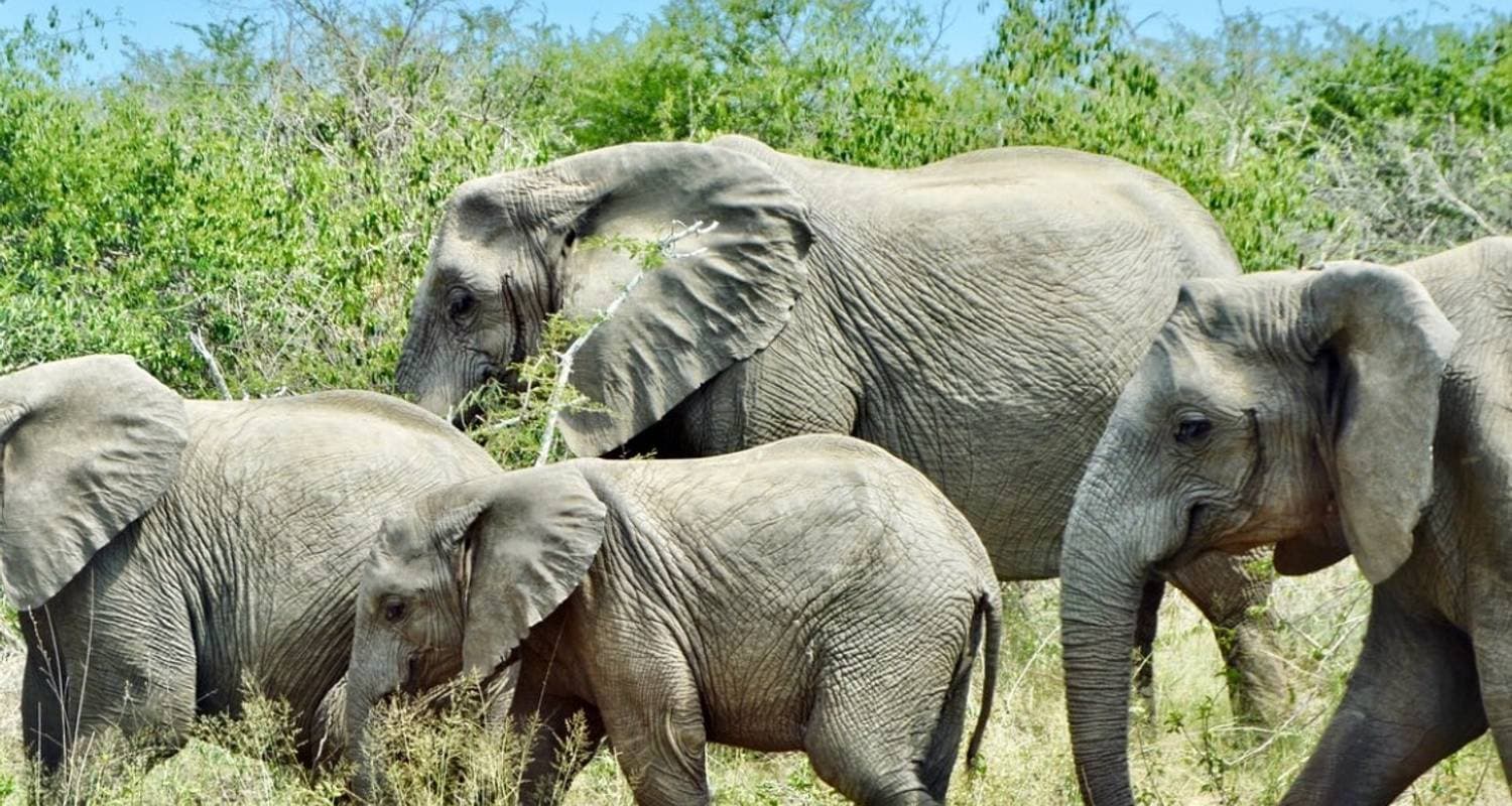 Pilanesberg Wildlife Safari — photo 3