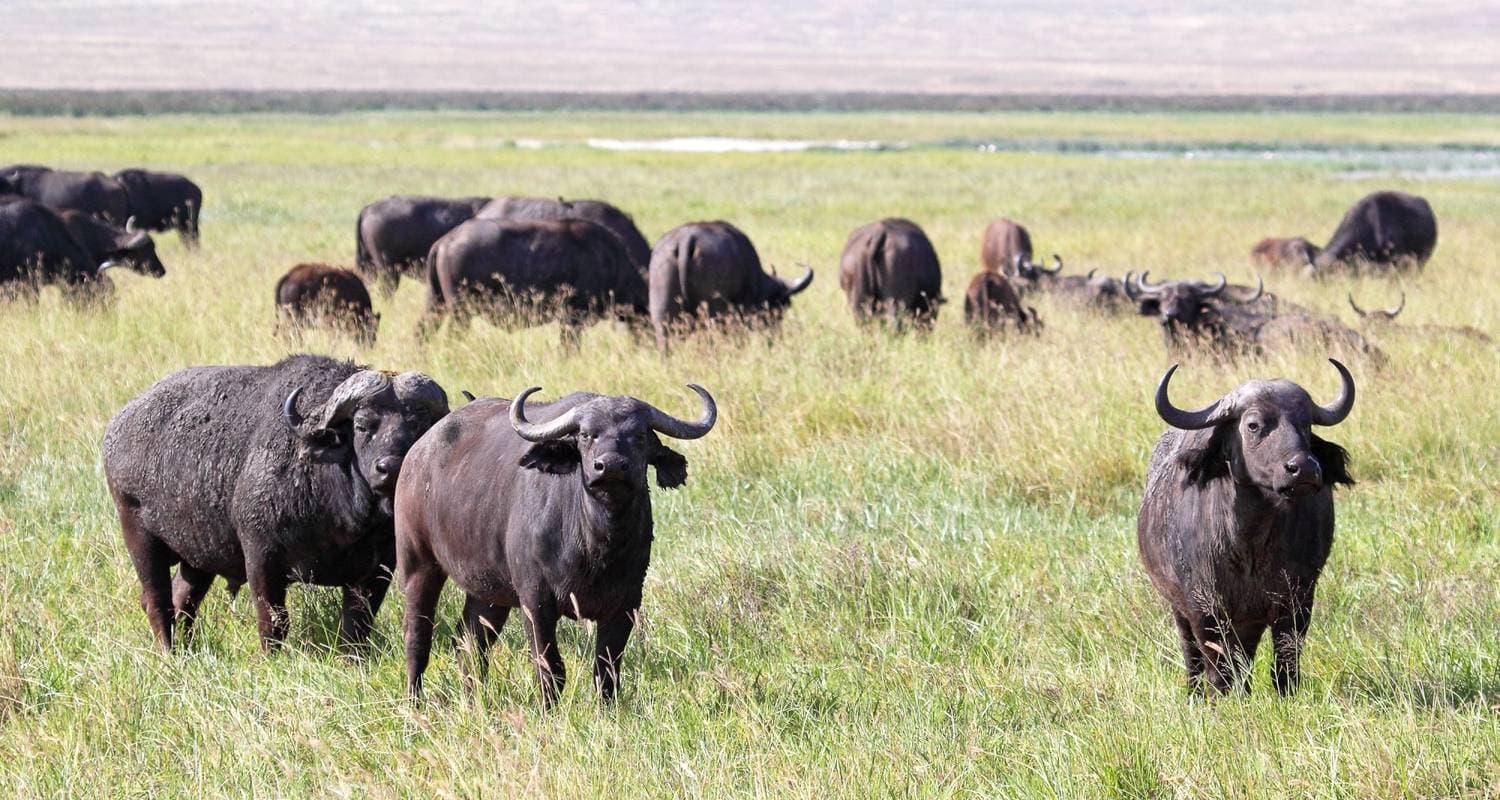 Victoria Falls to Serengeti (Camping)
