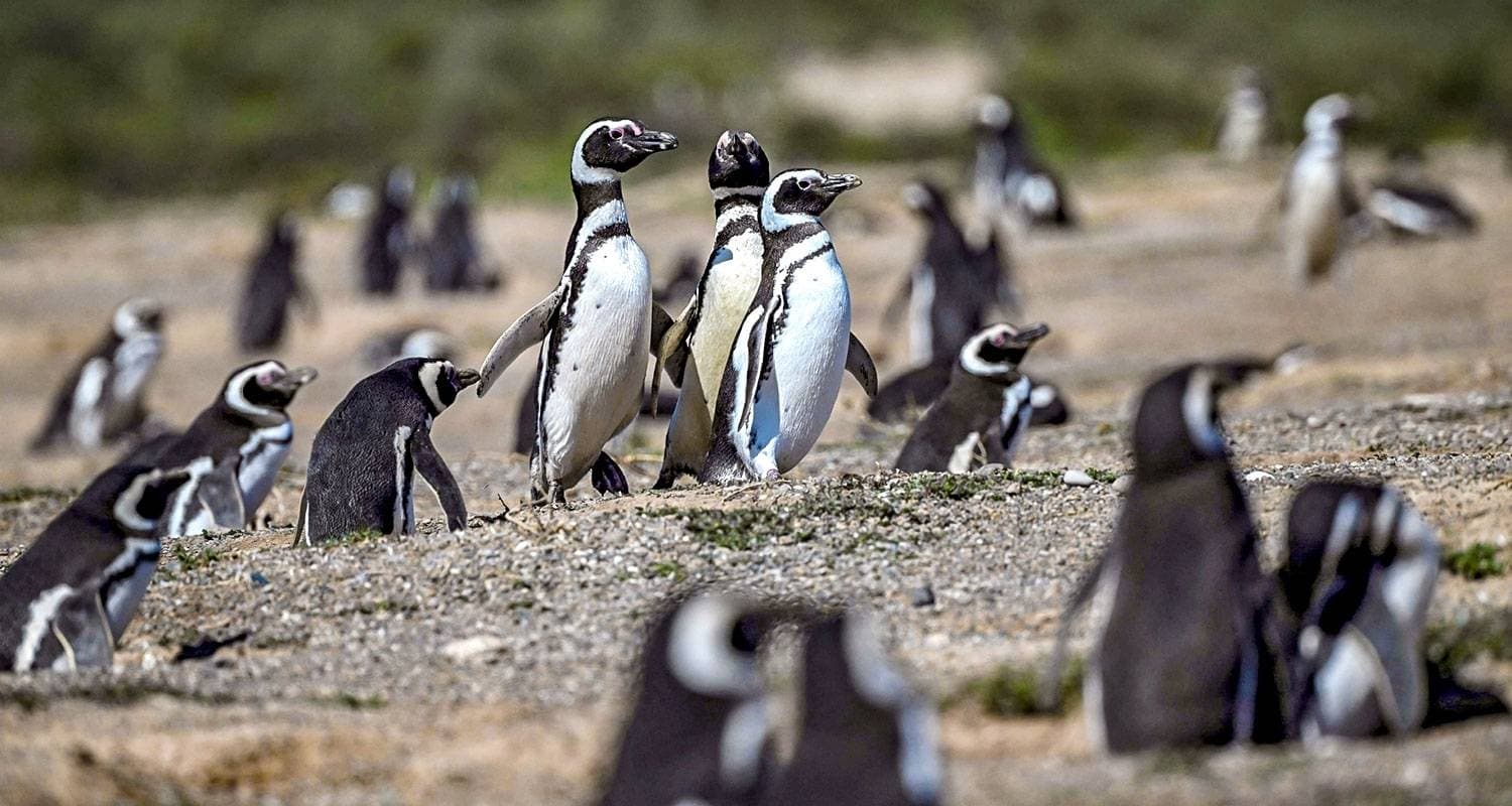 Customized 10 Days Patagonia Adventure with Iguazu Falls, Daily Start