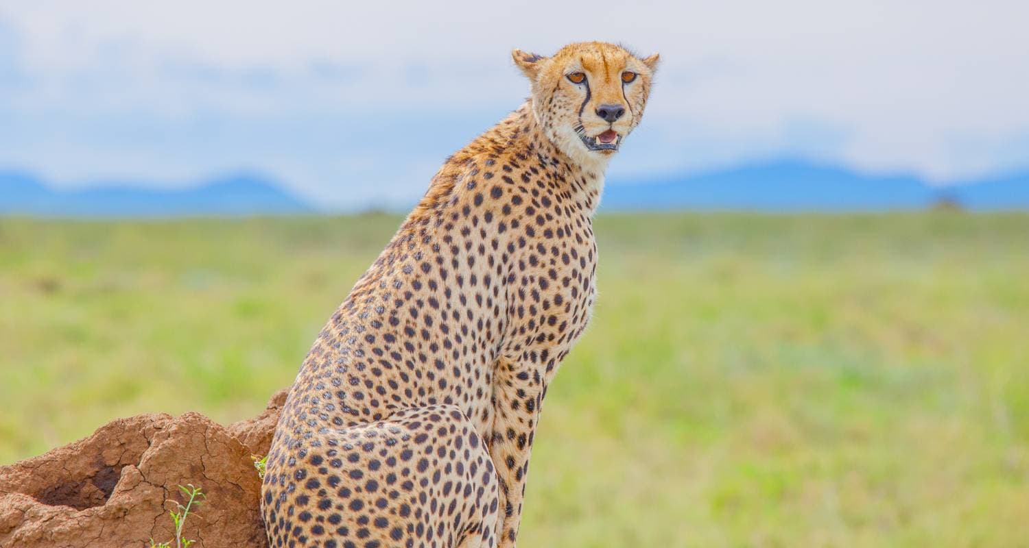 Tanzania 7days safari