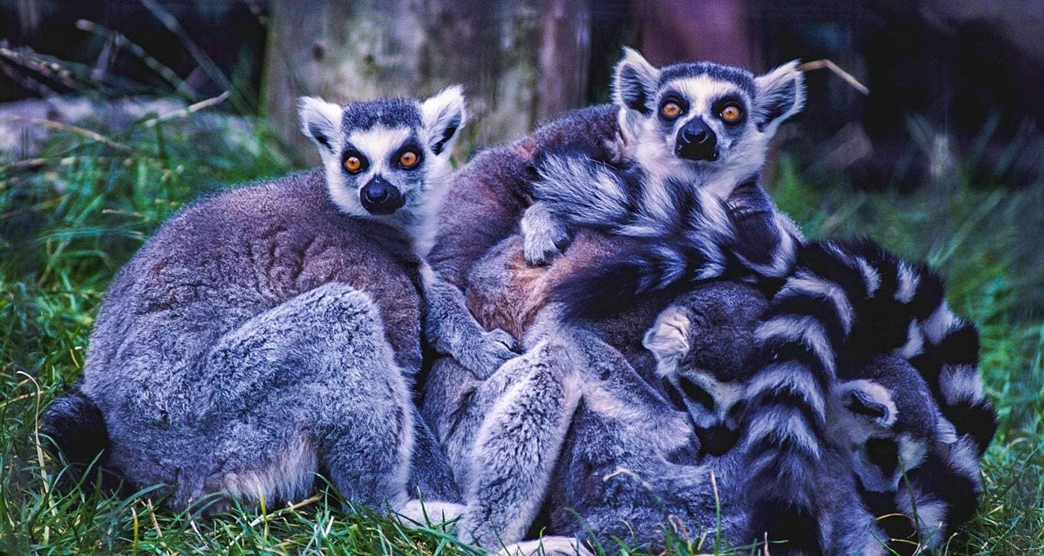 Customized 14 Days Classic Madagascar Trip, Daily Start & Exclusive Guide