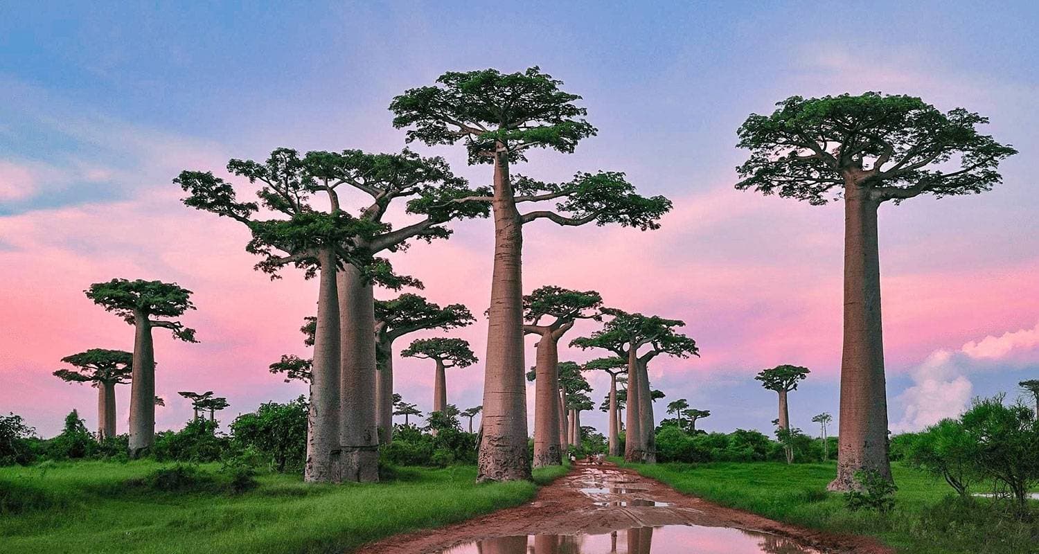 Best Madagascar Tour with Baobabs Avenue & Lemur (Private Guide & Jeep)