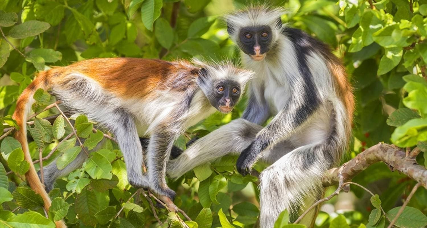 Ecotourism & Cultural Immersion in Jozani Forest National Park Area, Zanzibar — photo 2