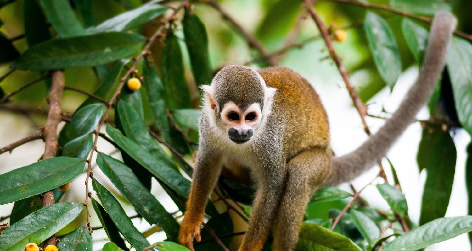 Ecuador Cuyabeno Adventure: Rainforest, Pink Dolphins & Wildlife in