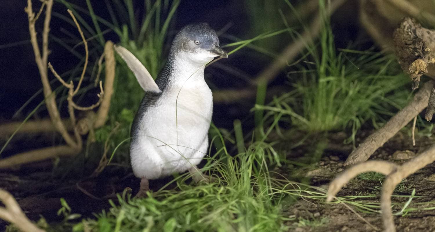 Phillip Island Penguin Tour with Koala Conservations Experience