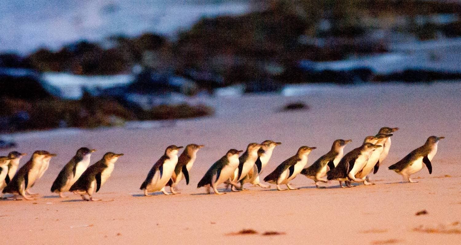 Phillip Island Penguin Tour with Koala Conservation Experience — photo 2