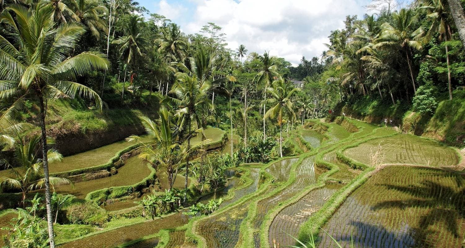 Classic Lombok