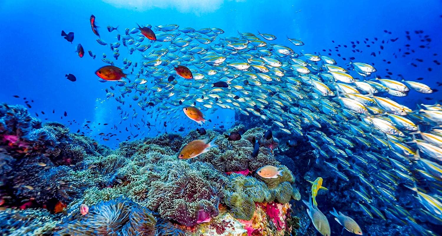 Tailor-Made 6 Days Maldives Holiday at Thoddoo, Daily Start & Private Guide