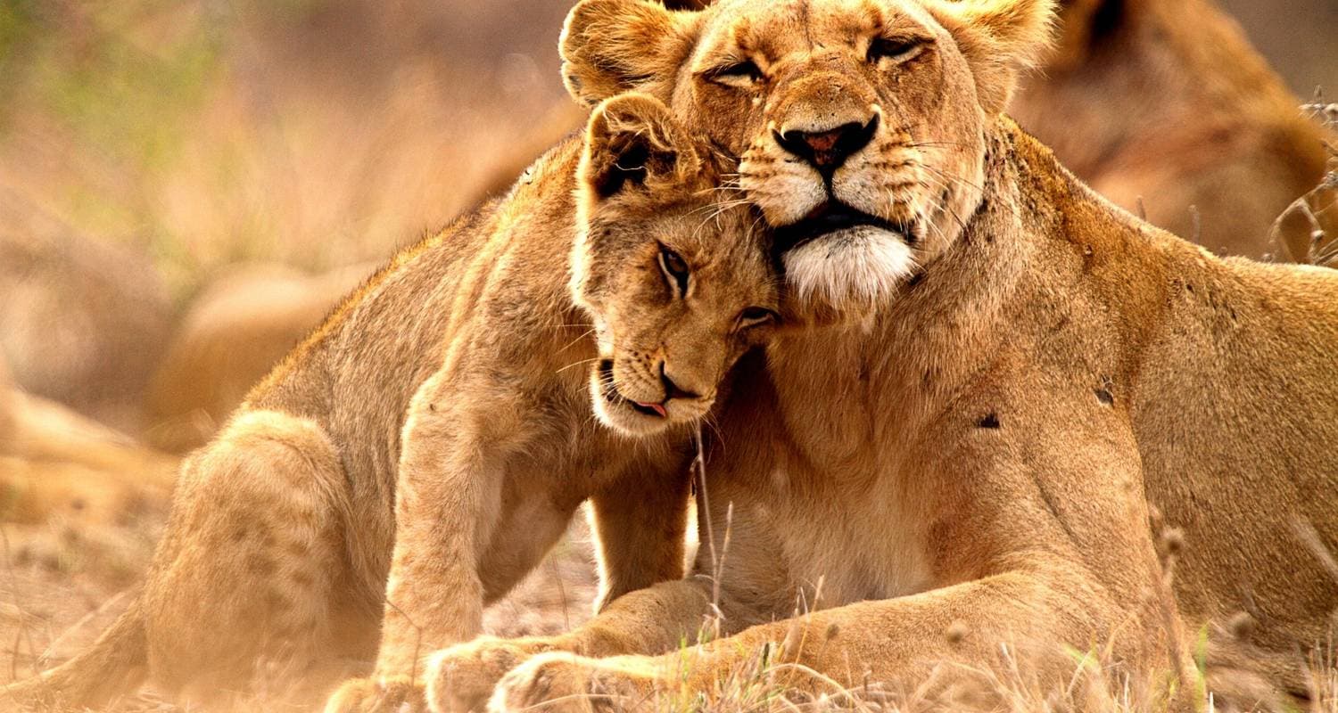 South Africa: Tryst with the Wild Life & the Iconic Cape Town