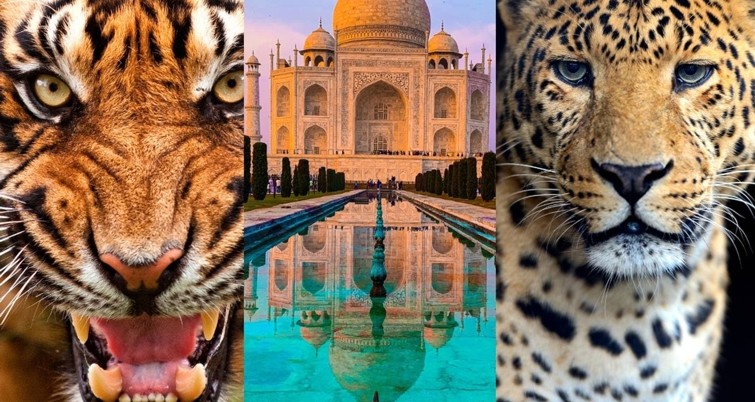 Golden Triangle Tour with Tigers & Leopards
