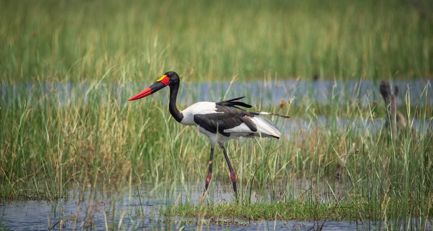From Livingstone: 3 days - Explore Lochinvar National Park for bird-watching excursion