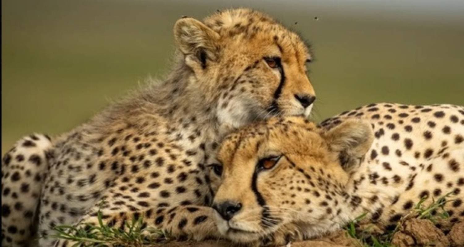 Kenya & Tanzania Classic Safari – Two Birds with One Stone **Sustainable Approach to Travel