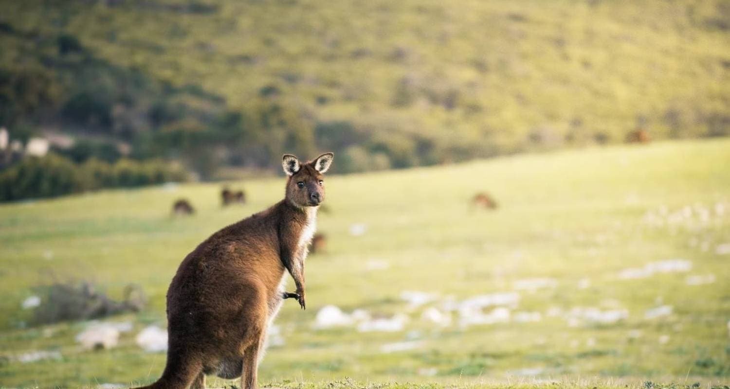 Kangaroo Island Adventure Tour
