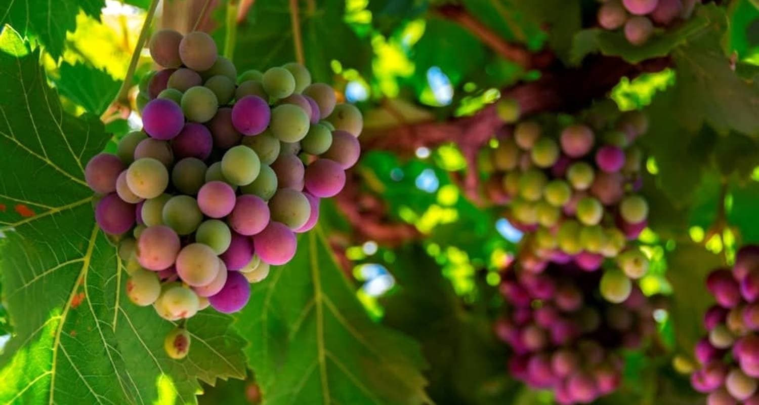 Loire Valley: Walks, Wine & Chateaux