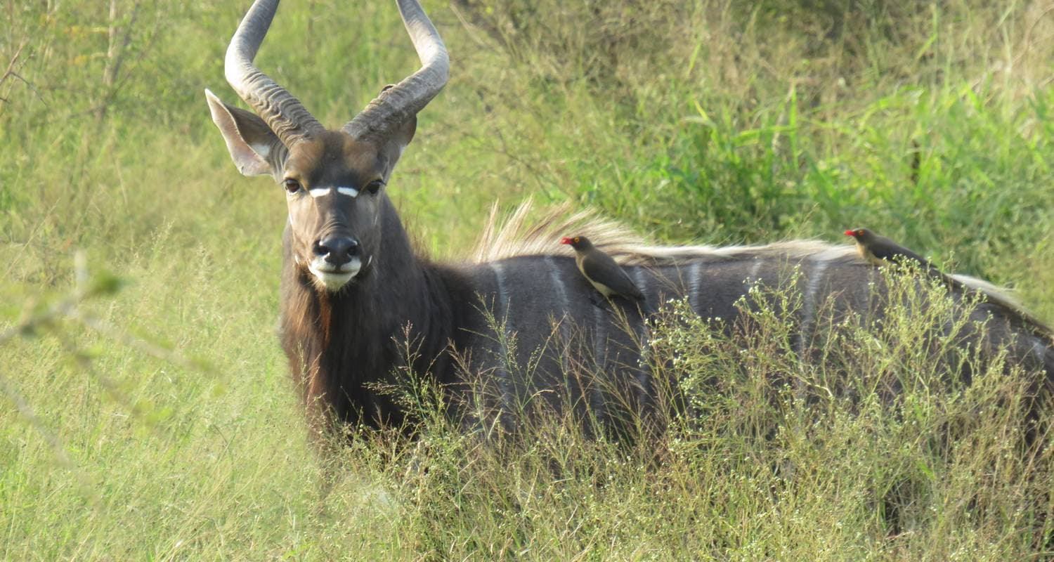 Cape Victoria Discovery Tour Chobe Victoria Falls, Kruger Park, Cape Town 12 Day/12 Night Including Inter-Tour Flights — photo 2