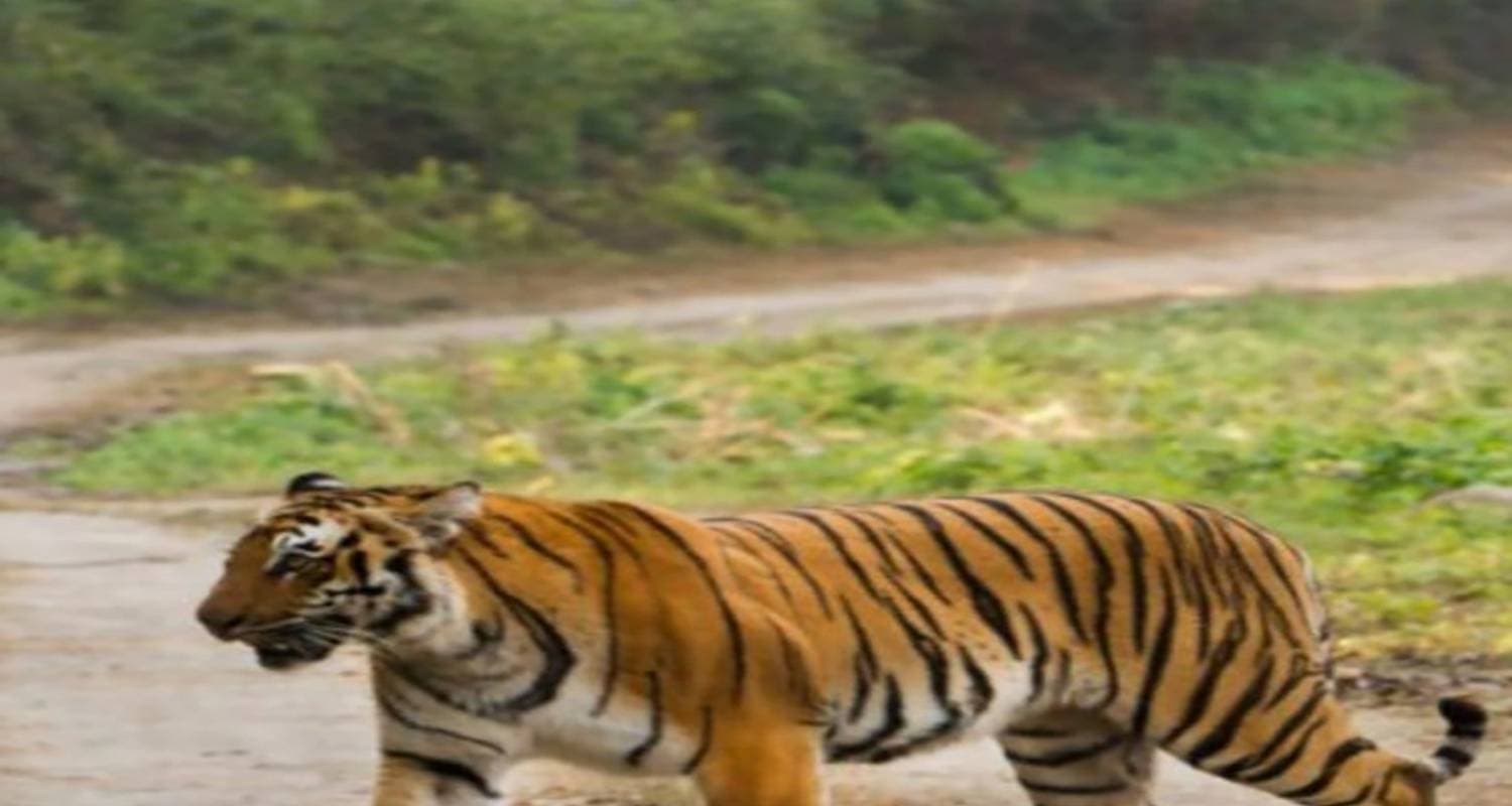 Uncovering the Wonders of India: A 26-Day Wildlife Tour