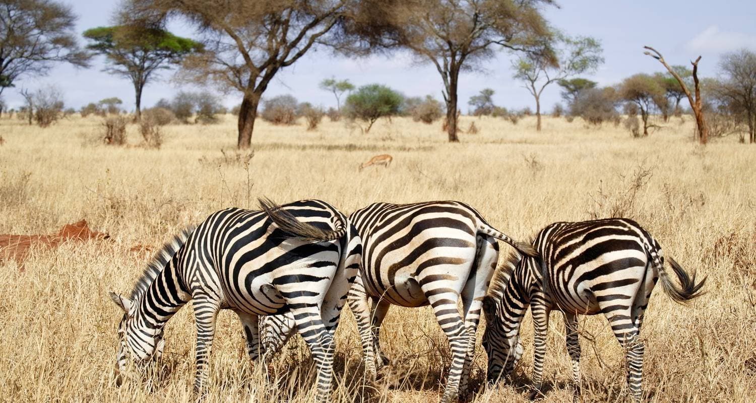 Northern Tanzania Safari. (Accommodation & Transport are Included.)