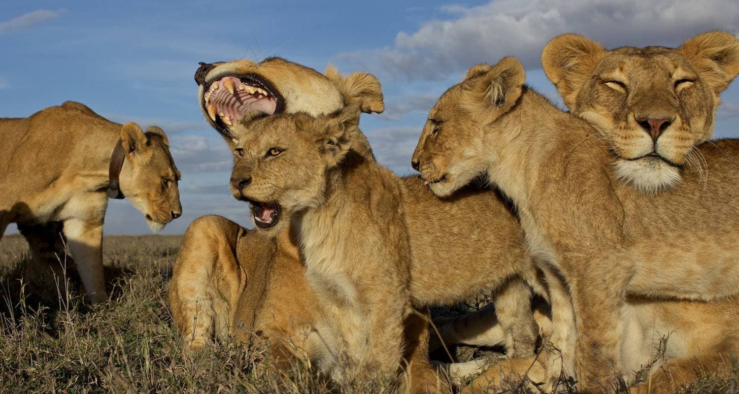Tarangire, Serengeti, Ngorongoro, Lake manyara , Materuni Waterfalls & Coffee Tour- (Accommodation & Transport are Included)