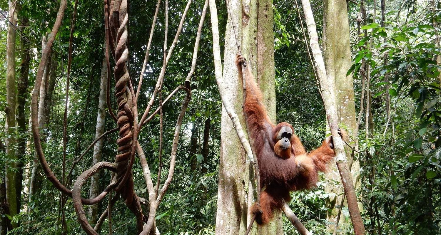 Sumatra Highlights private tour