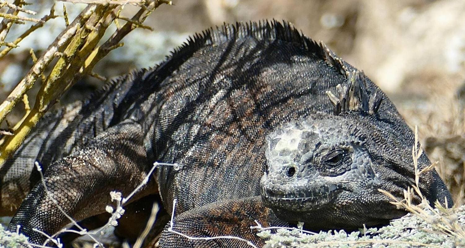 Highlights of Quito & the Galapagos Islands + Air Ticket (Private Tour Group)