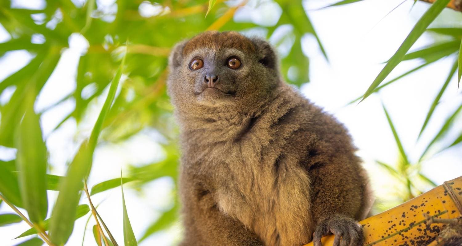 Madagascar Group Safari | Classic tour