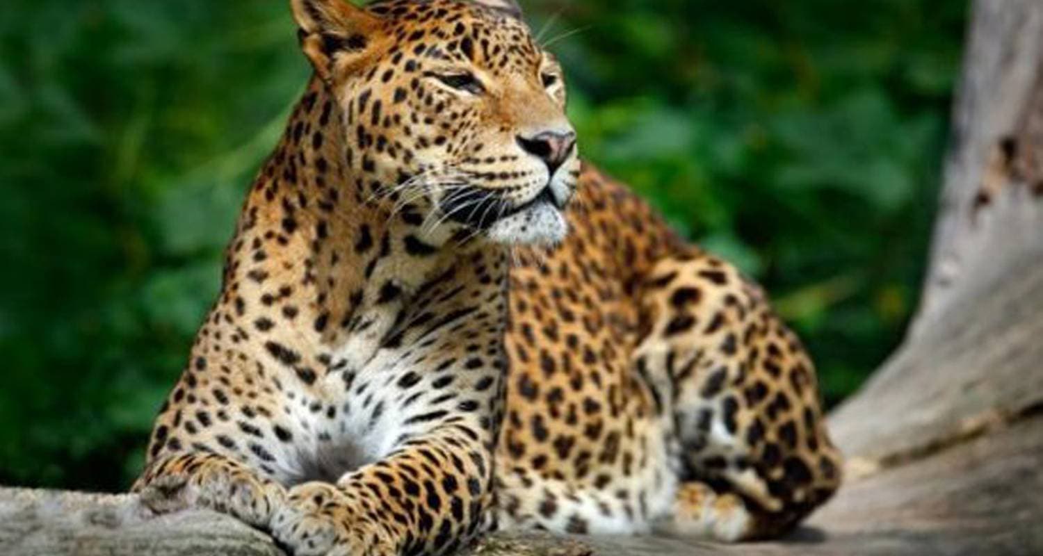 Highlights of Sri Lanka