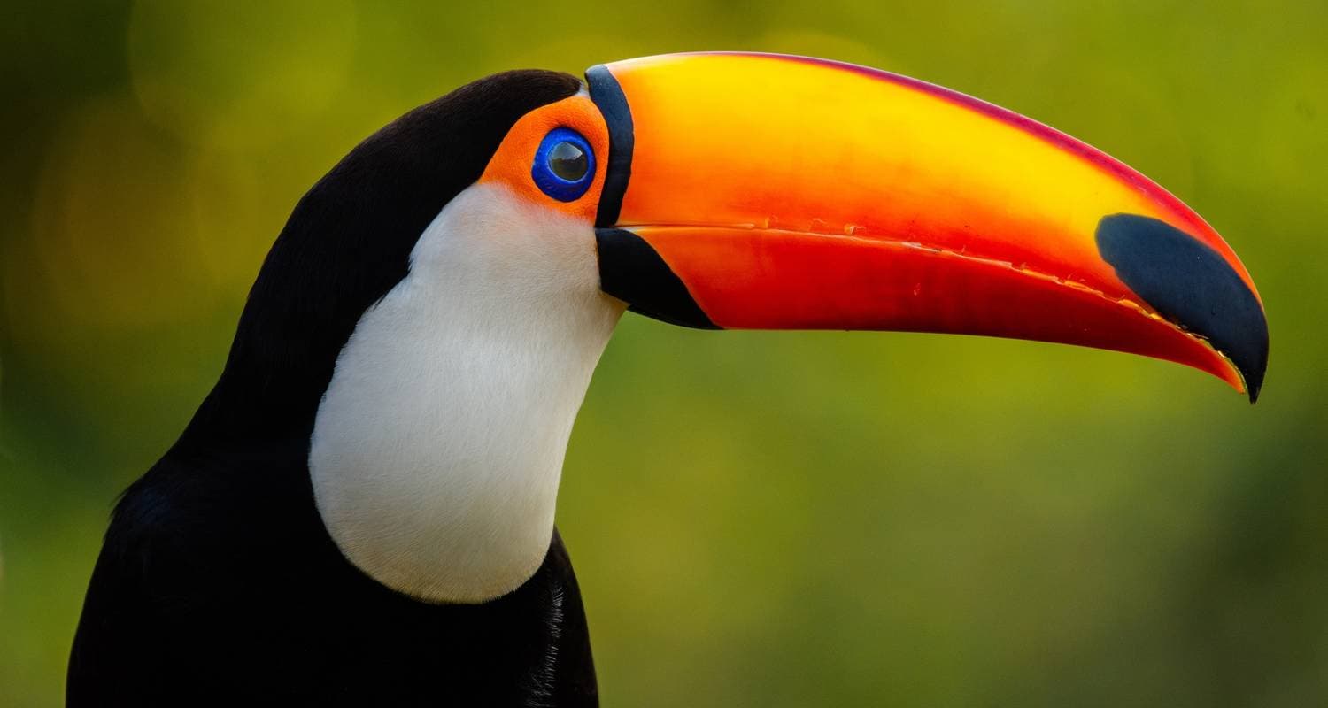 Exotic Trilogy: Rio, Iguazu Waterfalls & Amazon (incl. domestic flights)