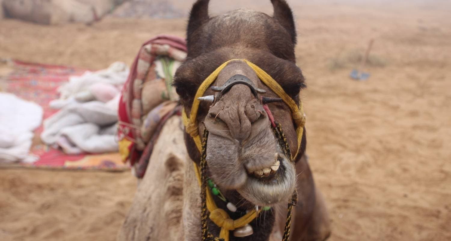 Golden Triangle Tour with Royal Castles & Tiger Safari