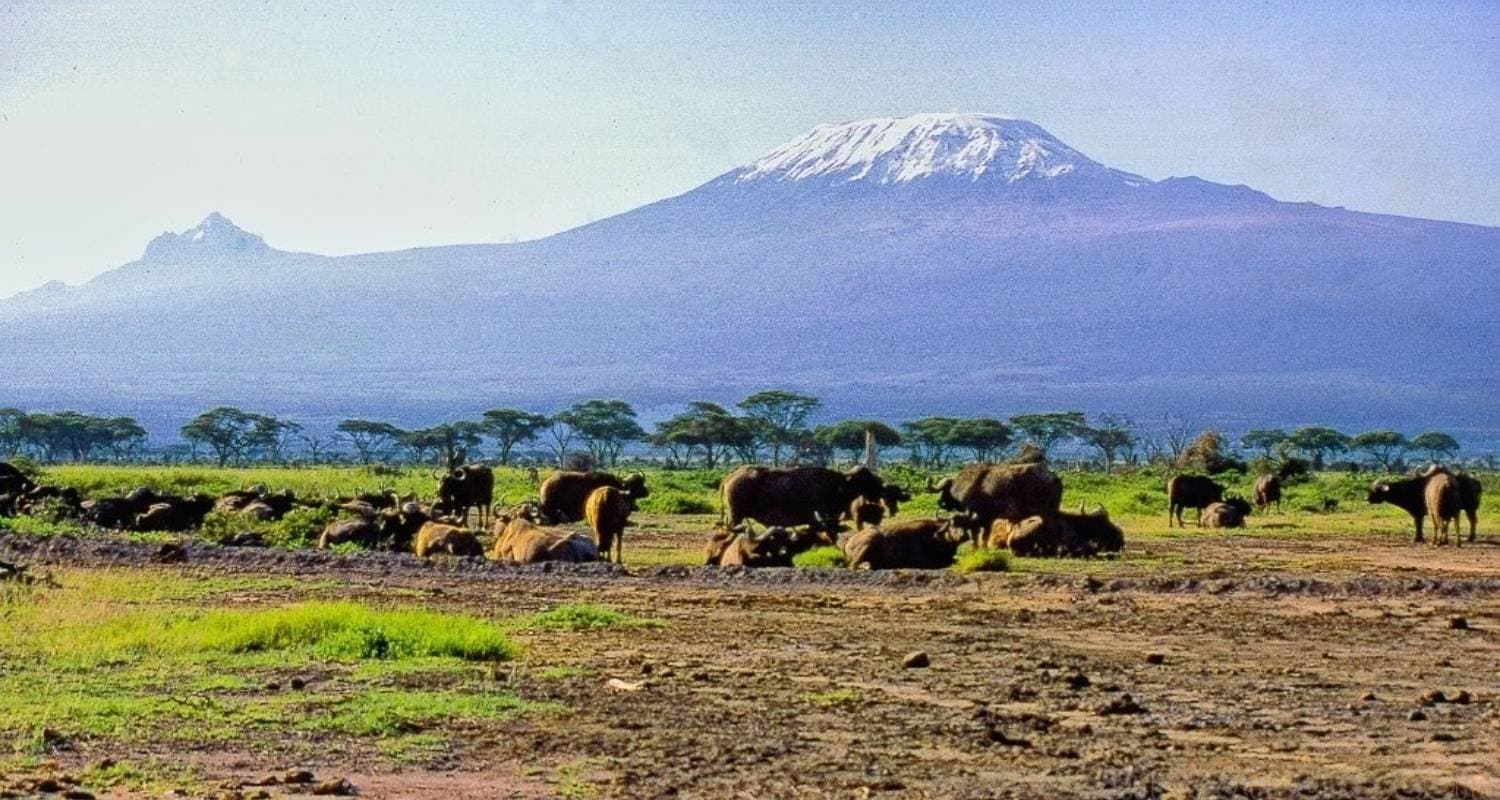 Fly in Amboseli National Park from Mombasa Port 2 Days/