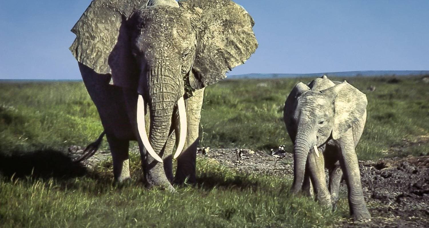 Fly in Amboseli National Park from Mombasa Port 2 Days/ — photo 2