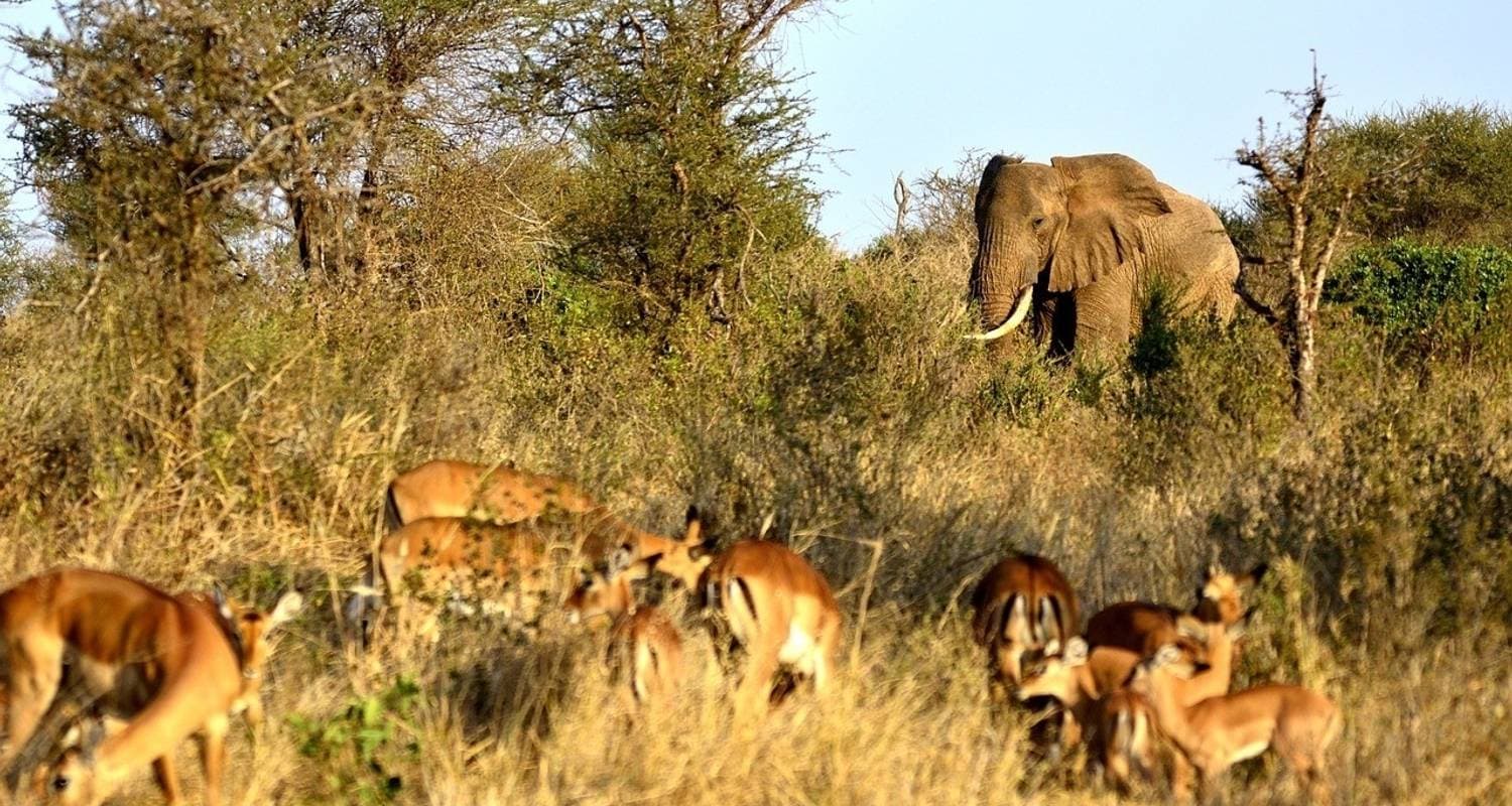 Fly in Amboseli National Park from Mombasa Port 2 Days/ — photo 3