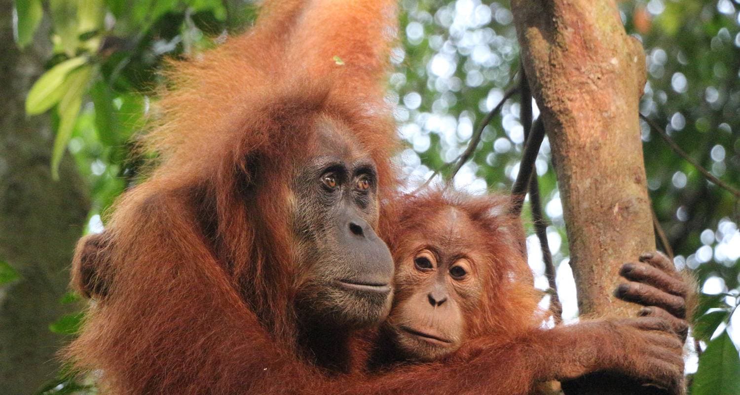 Highlights of Sumatra