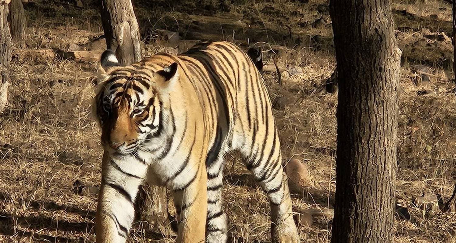 Wildlife Special 7 Days Private Luxury Golden Triangle Tour with Ranthambore & Jhalana Safari — photo 3